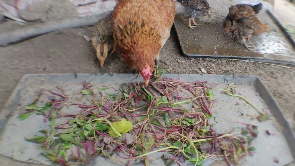 Delicious Delights: Vegetable-Dusting Chicks with Their Mother | Nature with Animals Delicious Delights: Vegetable-Dusting Chicks with Their Mother | Nature with Animals