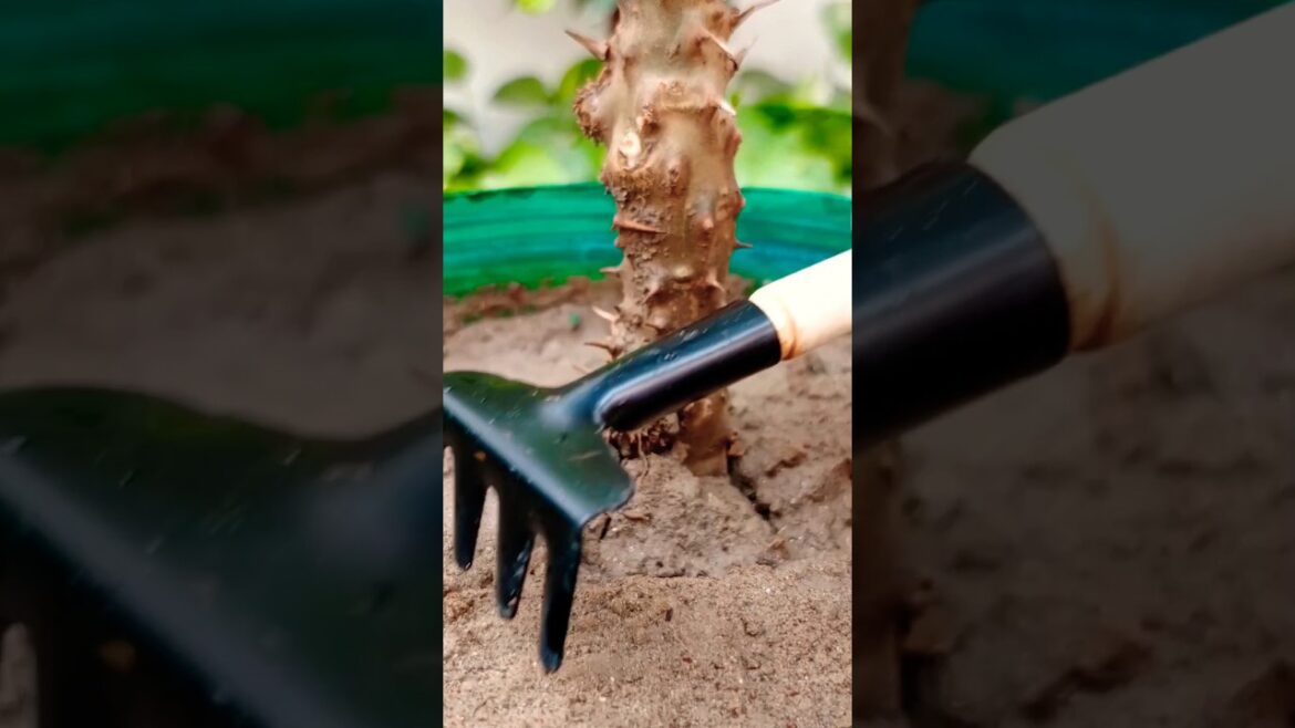 Gardening Tools Usage #shorts #gardening #tools