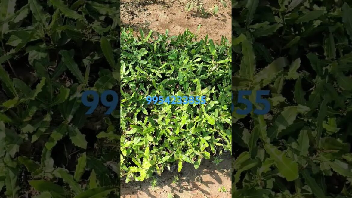 #Macadamia plants in wholesale price#Macadamia plant#macadamianuts all india supply AVL