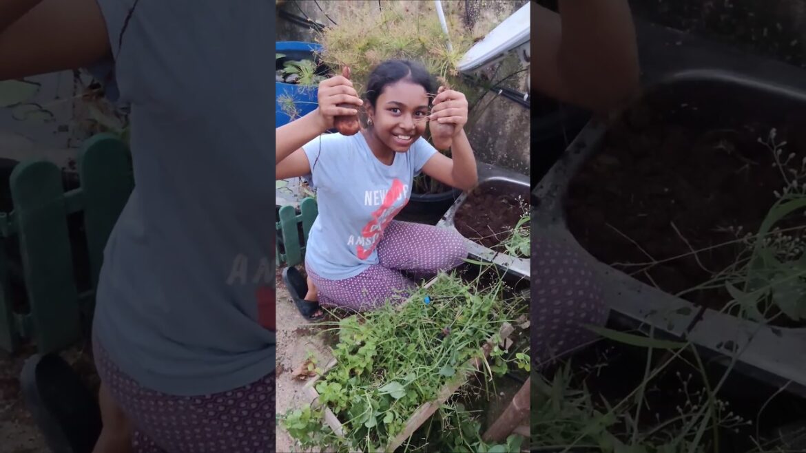 என் பேத்தியுடன் சேர்ந்து உருளை கிழங்கு அறுவடை! Fun & Learning! 😍🌱 #ytshorts #shortsfeed