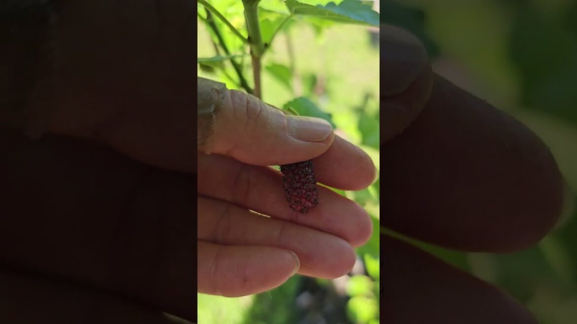 First red mulberries in 2025 in container gardening #BestGardenDreams