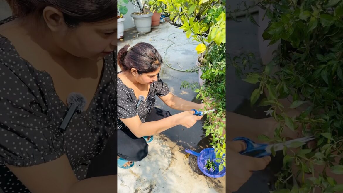 vegetable harvesting video | vegetable garden at home #shorts #short #terracegarden #kitchengarden vegetable harvesting video | vegetable garden at home #shorts #short #terracegarden #kitchengarden