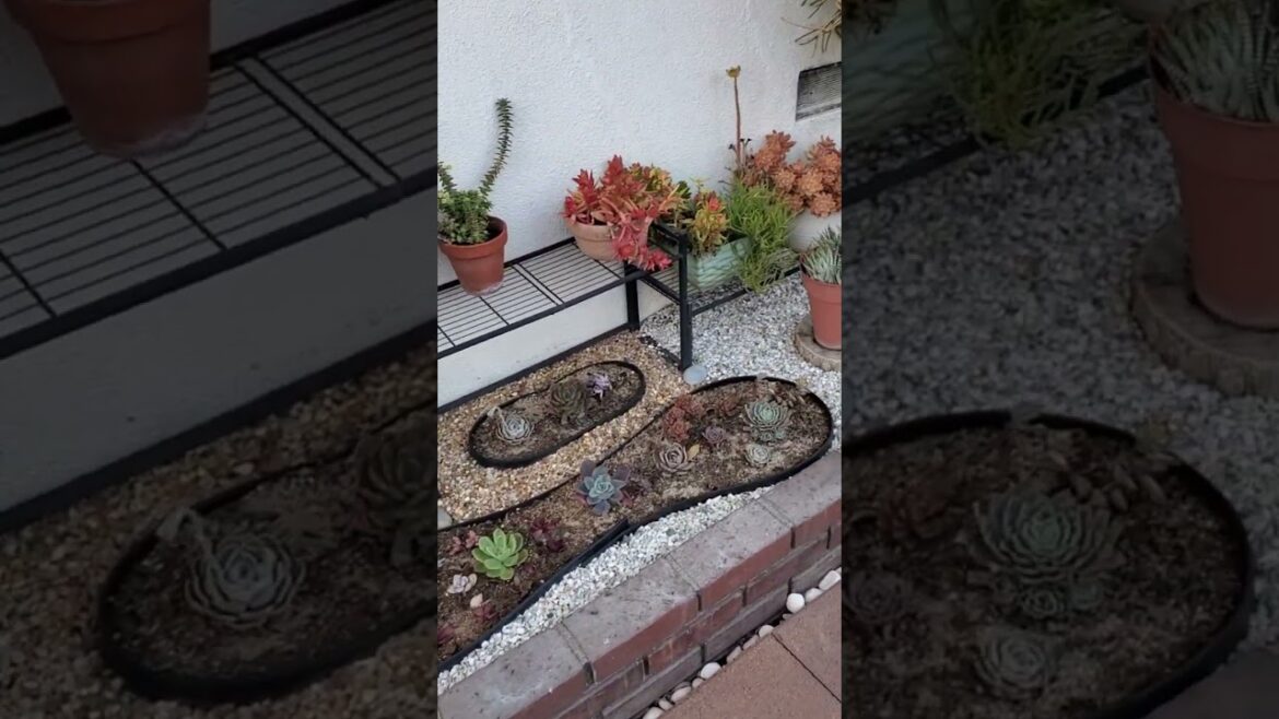 Front Yard Succulent Rock Garden Oasis 🌵