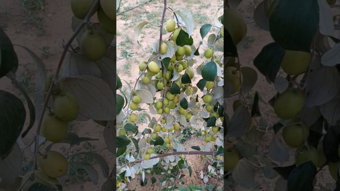 tasty and fresh fruit 🥭🍓🍉🍎 #shorts​​ #fruit​​ #nature​​ #garden​​ #gardening​​#vegetables