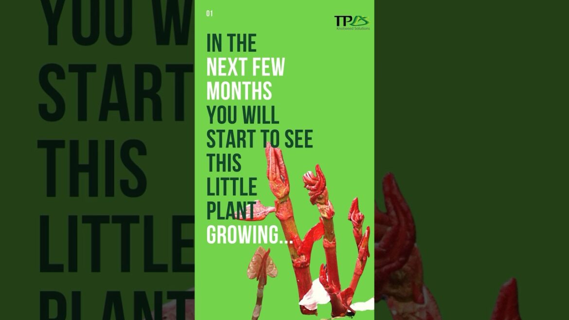 JAPANESE KNOTWEED - The ULTIMATE Invasive Plant. #gardening #japaneseknotweed #property #plants