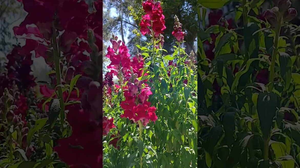 Garden design flower video #trending 🥀🥀🥀#beauty #shortvideo 😍