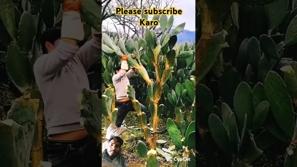 cactus plant fruits growing #fruit #farming #nature #fruitcutting #pigfeed #food #healthydiet