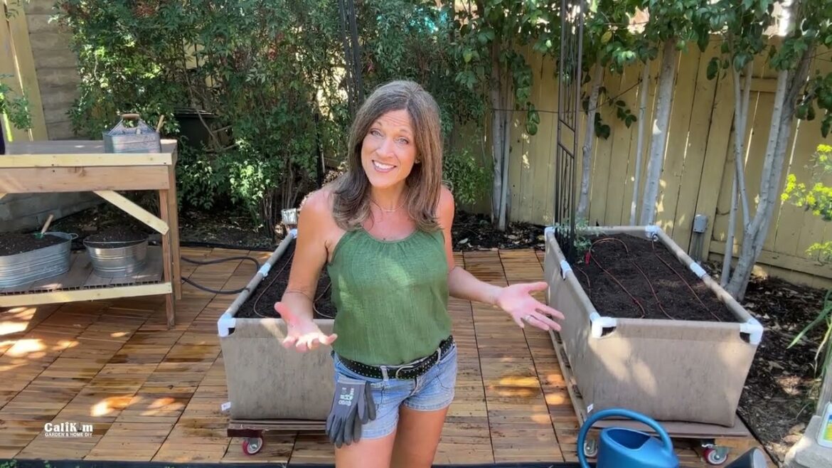 CaliKim: First Tomato, Micro Sprinkler Tweaks & Shade Cloth in March! First Tomato, Micro Sprinkler Tweaks & Shade Cloth in March!