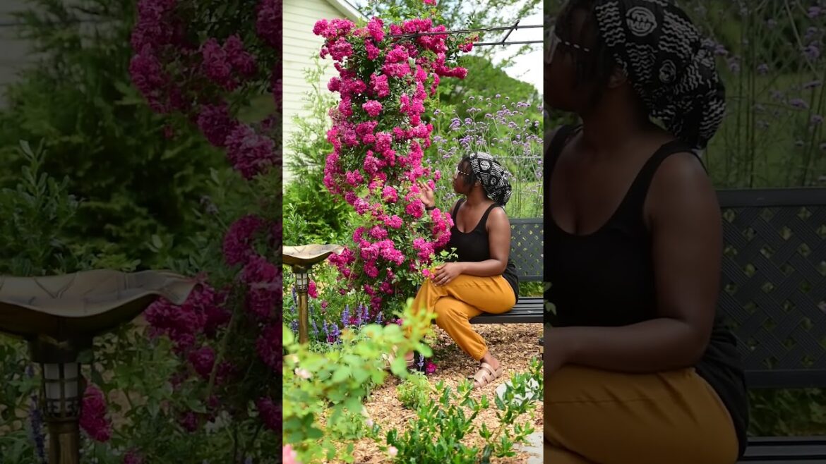 This is Your Sign to Grow Climbing Roses...  #garden #brandambassador