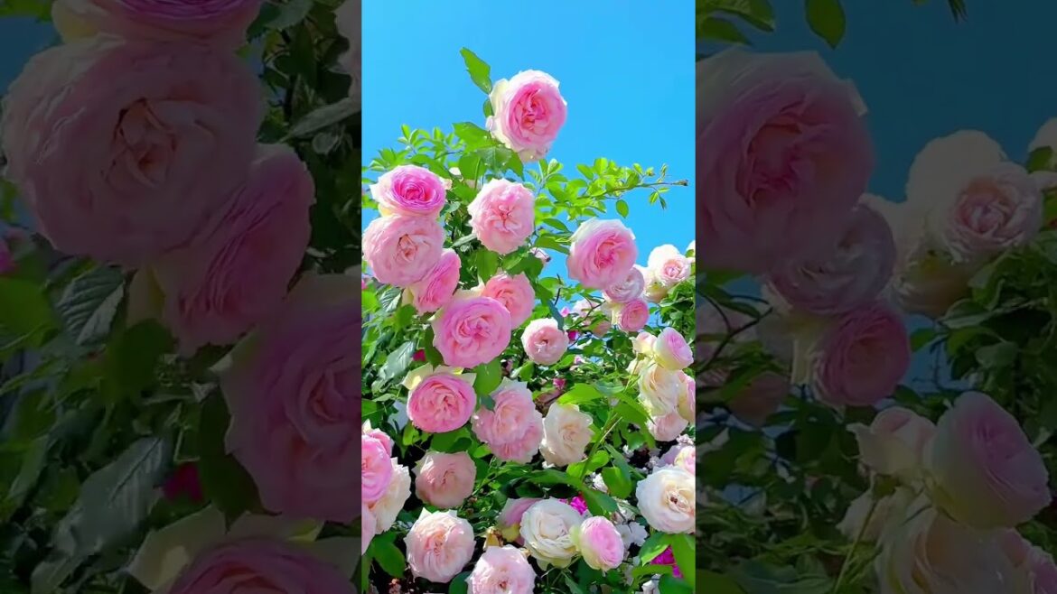 EXPERT Gardener with 10 Years Experience Shares Top Fruit Tips