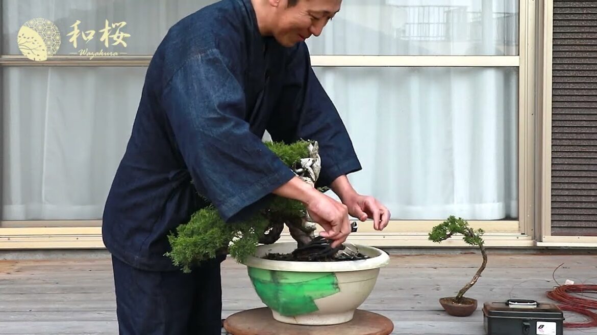 Bonsai Tool Basics:  Essential Tools For Beginners II Wazakura Japan