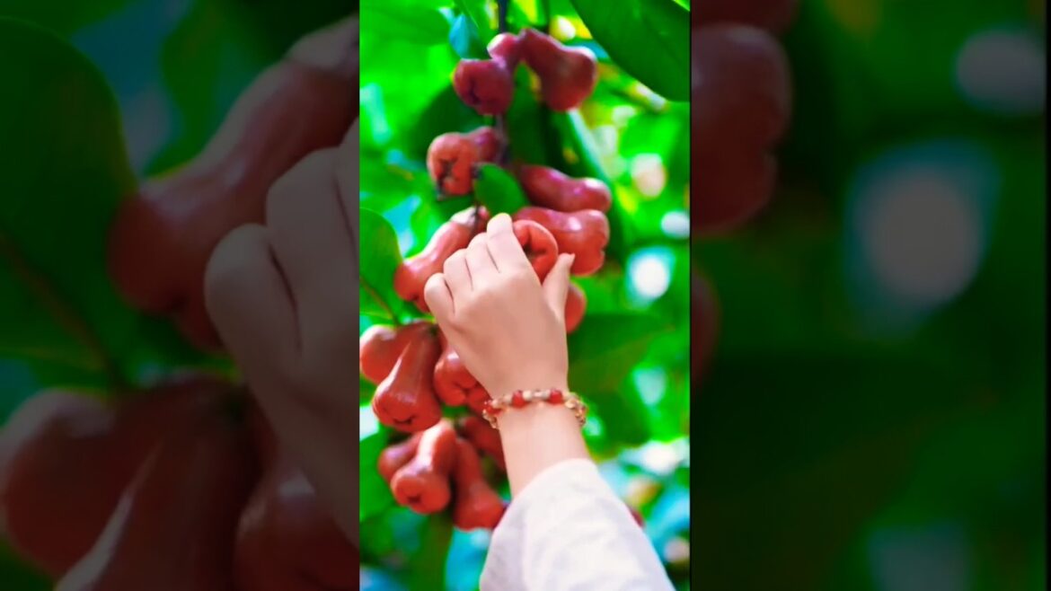 fruits plant short video #nature #trending fruits plant short video #nature #trending