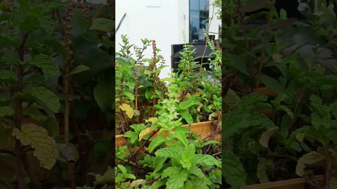 Grow Vegetables Fast!"Easy Vegetable Gardening" #vegetables #vegetablegardening #kichengarden