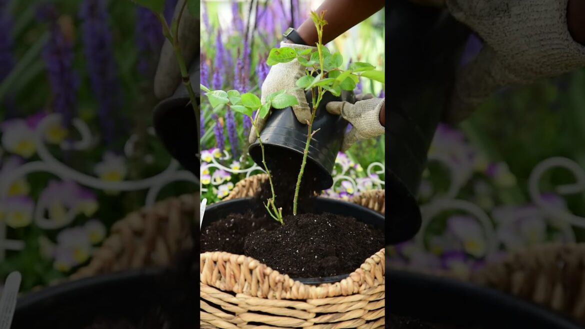 I Love Adding Roses to My Garden—And They're on Sale! #garden #brandambassador