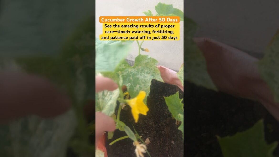 Cucumber Growth in 50 Days | Terrace Gardening | Fast Growing Summer Vegetable #cucumber #shorts