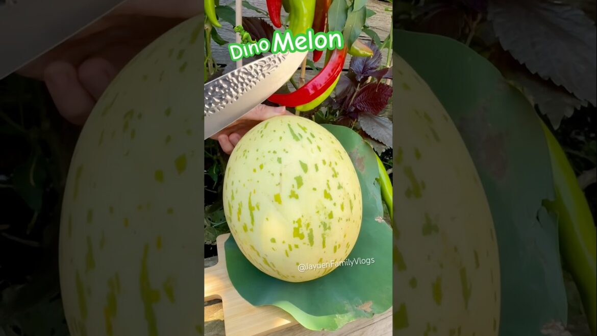 Fruit Cutting Dino Melon ๐๐ฑ #shorts #satisfying #fruit #enjoy Fruit Cutting Dino Melon ๐๐ฑ #shorts #satisfying #fruit #enjoy