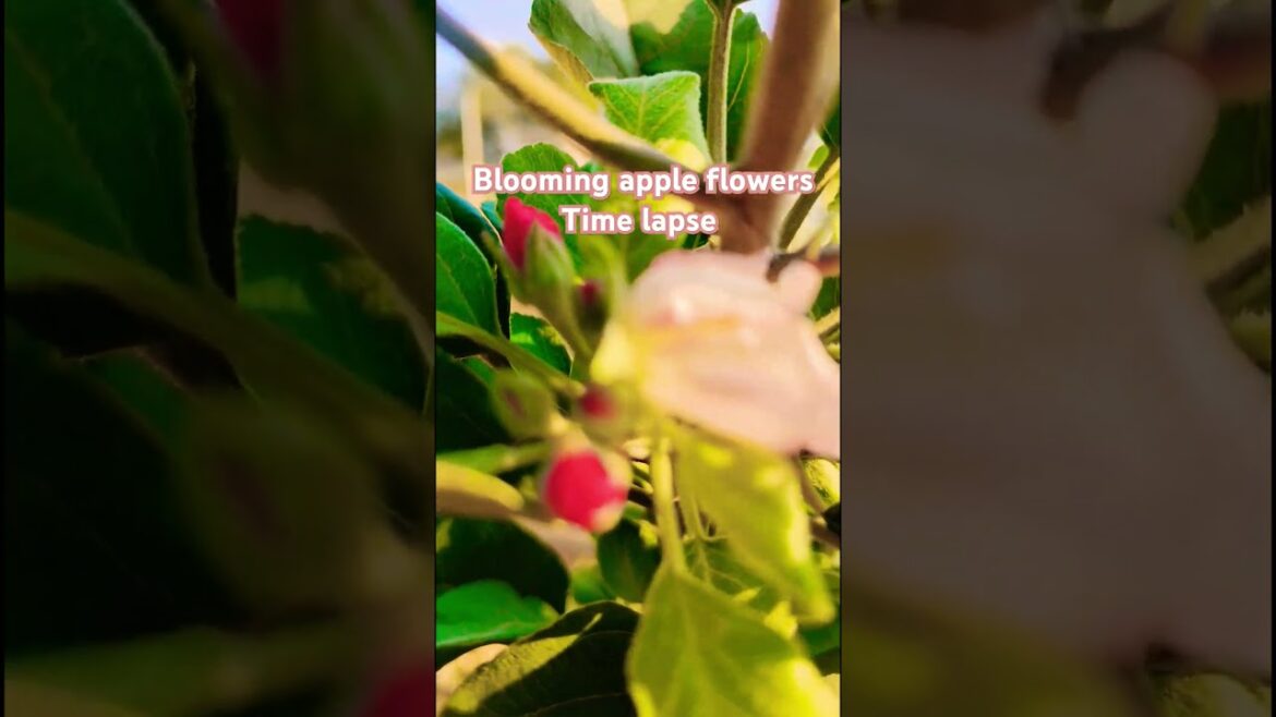Blooming Apple 🍎 flowers l#reel #gardening #subscribe #apple #blooming#viral_shorts #trends