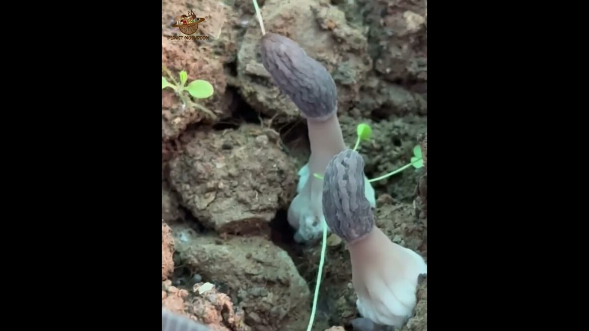 Morel mushrooms | Gucchi mushroom | mushroom dish #vitaminD #planetmushroom #food #uttarakhand #ina