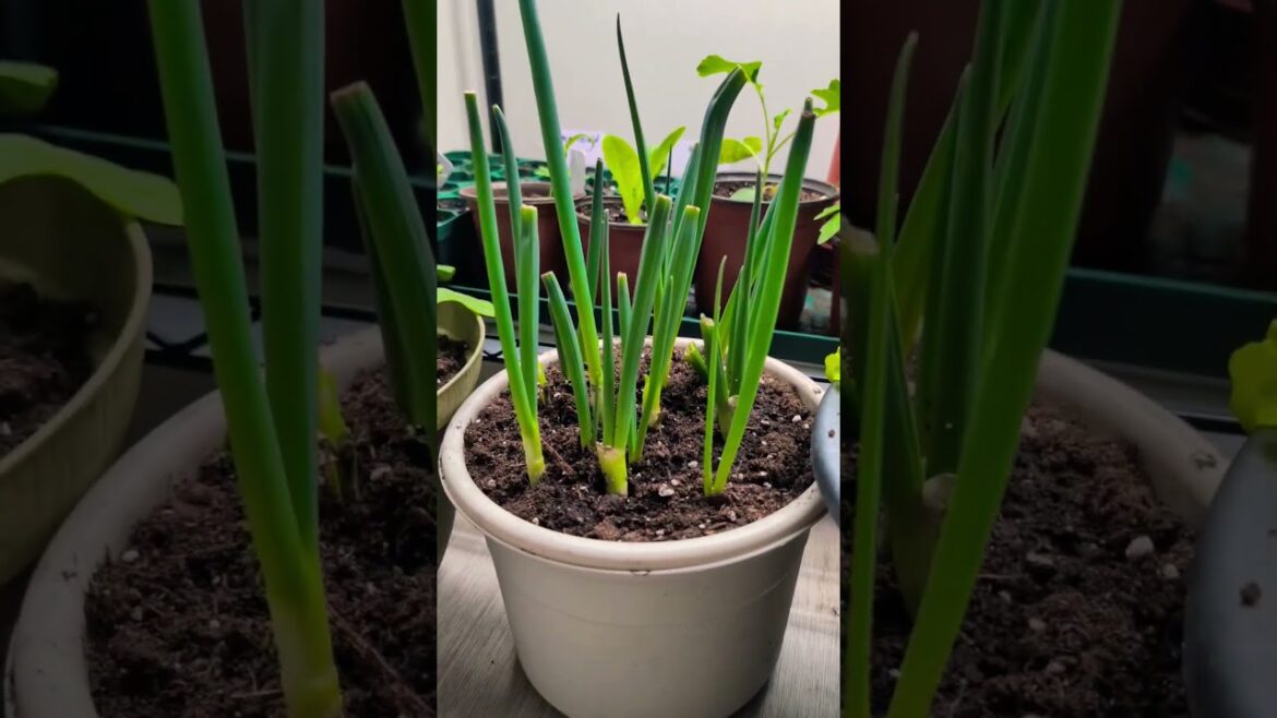 Never Buy Green onions Again ! "Save Money " #garden #gardening #tips