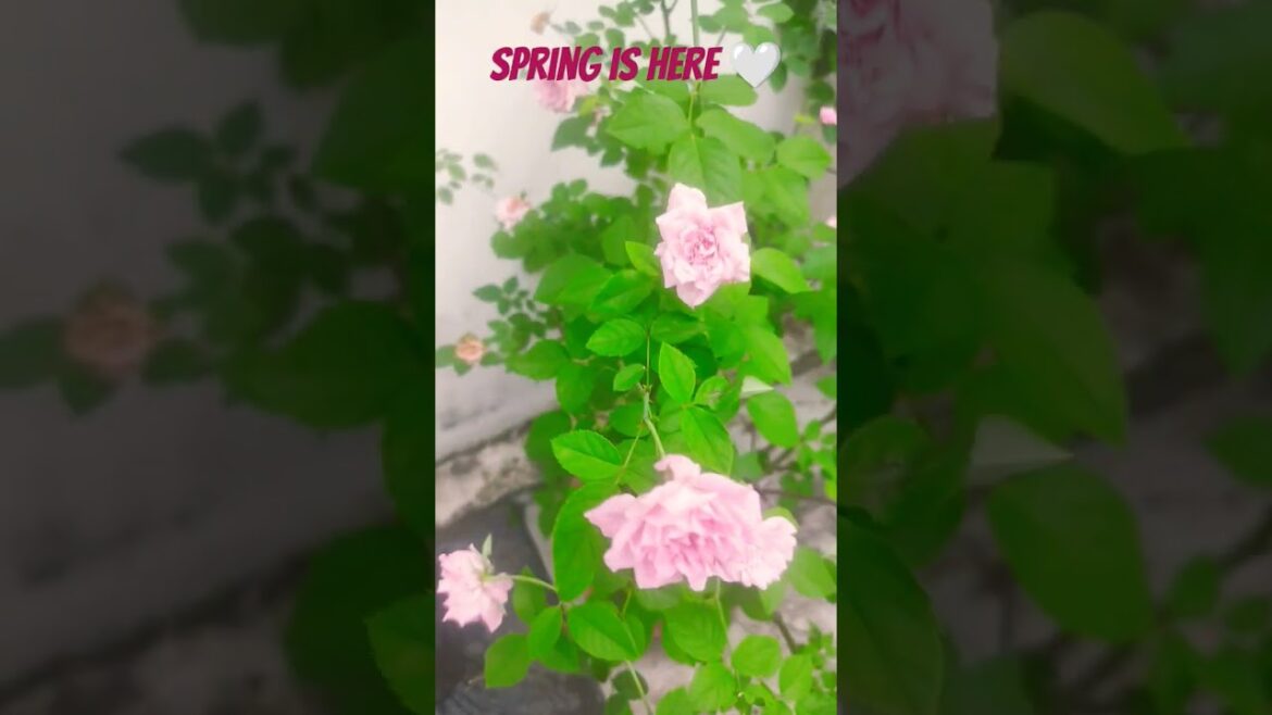 Spring Gardening Trends 2025: The Future of Gardening Spring Gardening Trends 2025: The Future of Gardening