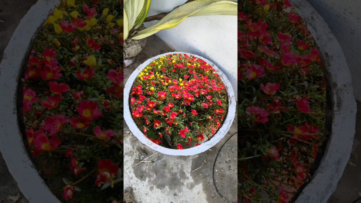 Summer flowering plants 🤩#flowers #plants #garden #shorts