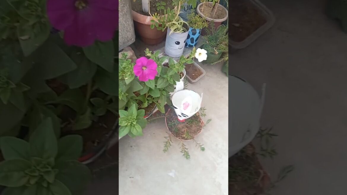 sunflower 🌻 seeds result update 😱 #flowers #garden #greenery #plants #youtubeshorts #shorts