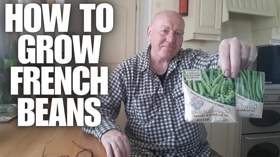 How To Grow French Beans In Containers [Container Gardening ]