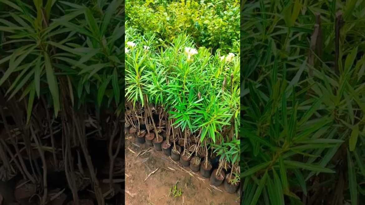 Flower plants #gardenplants #flower plants #landscap #supply #subscribe #my channel#agriculture