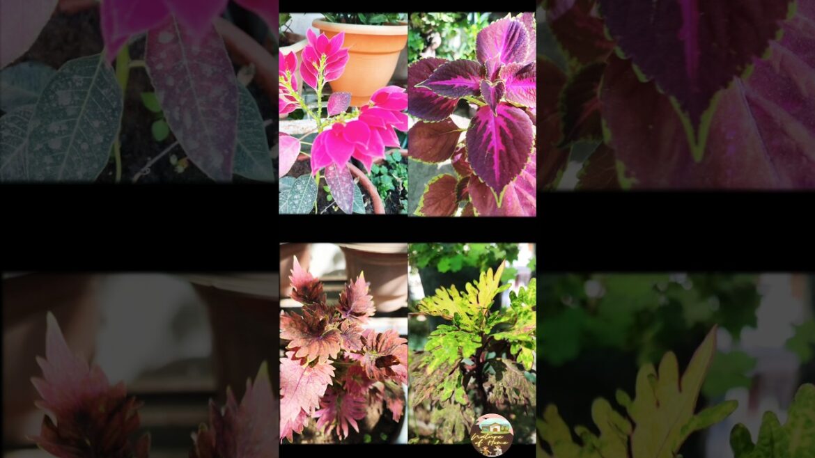 Nature of Home plant collection #trendingsong #gardening #nature Nature of Home plant collection #trendingsong #gardening #nature