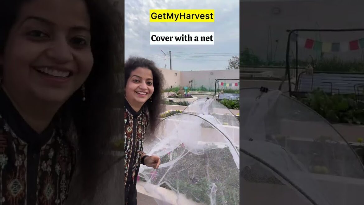 Aaj ka special harvest | Strawberries🍓 | Strawberry Plant Care Tips #shorts