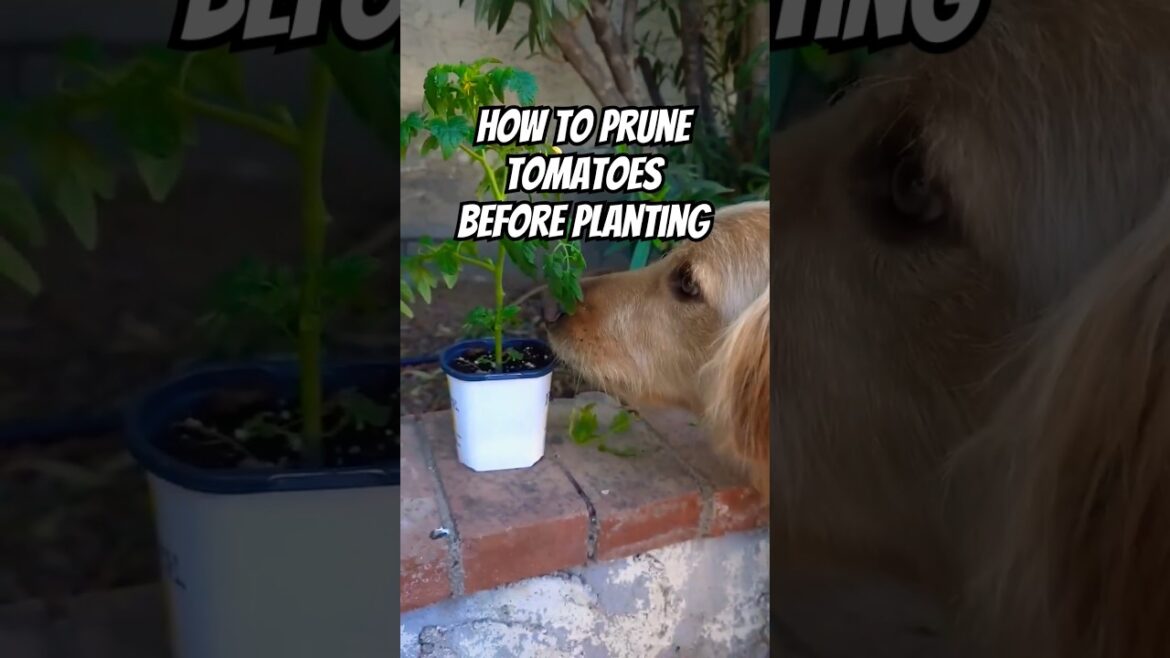 Do this before planting #tomato  #gardening #vegetablegarden