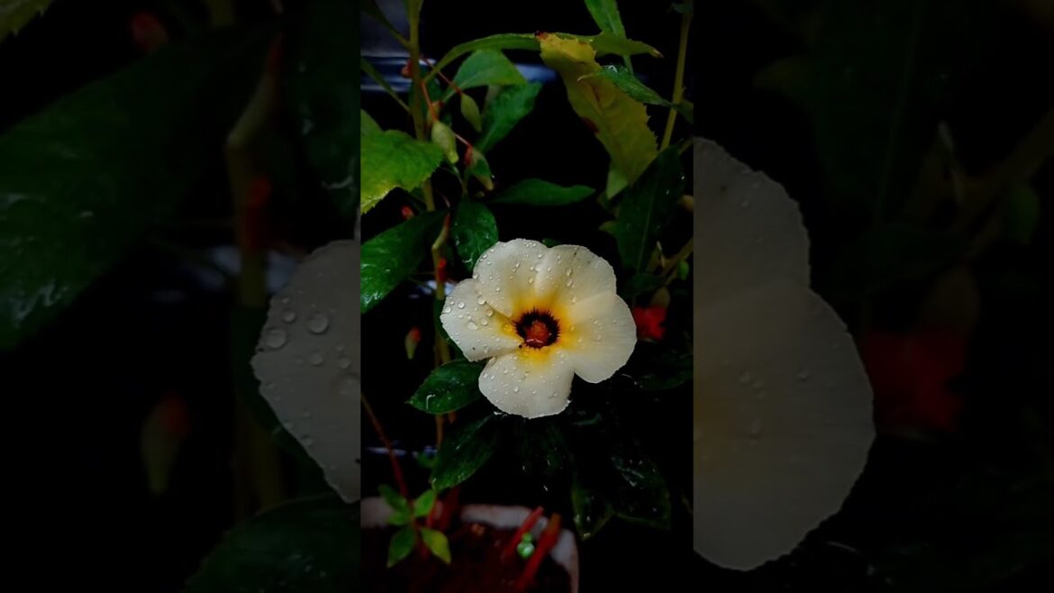 Top Gardening Expert Reveals Best YELLOW Flower Garden Techniques #shortsfeed #shortsvideo #garden Top Gardening Expert Reveals Best YELLOW Flower Garden Techniques #shortsfeed #shortsvideo #garden