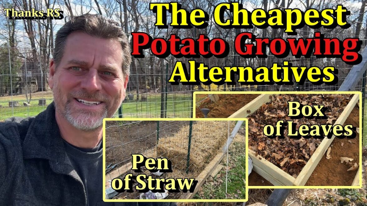 Gary Pilarchik: How to Easily & Cheaply Grow Potatoes in a Bed of Straw or Leaves (The Ruth Stout Method) How to Easily & Cheaply Grow Potatoes in a Bed of Straw or Leaves (The Ruth Stout Method)