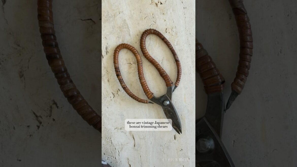 Gifted: Vintage Japanese Bonsai Shears #japan #bonsai #bonsaitree #gardening #gardeningtips