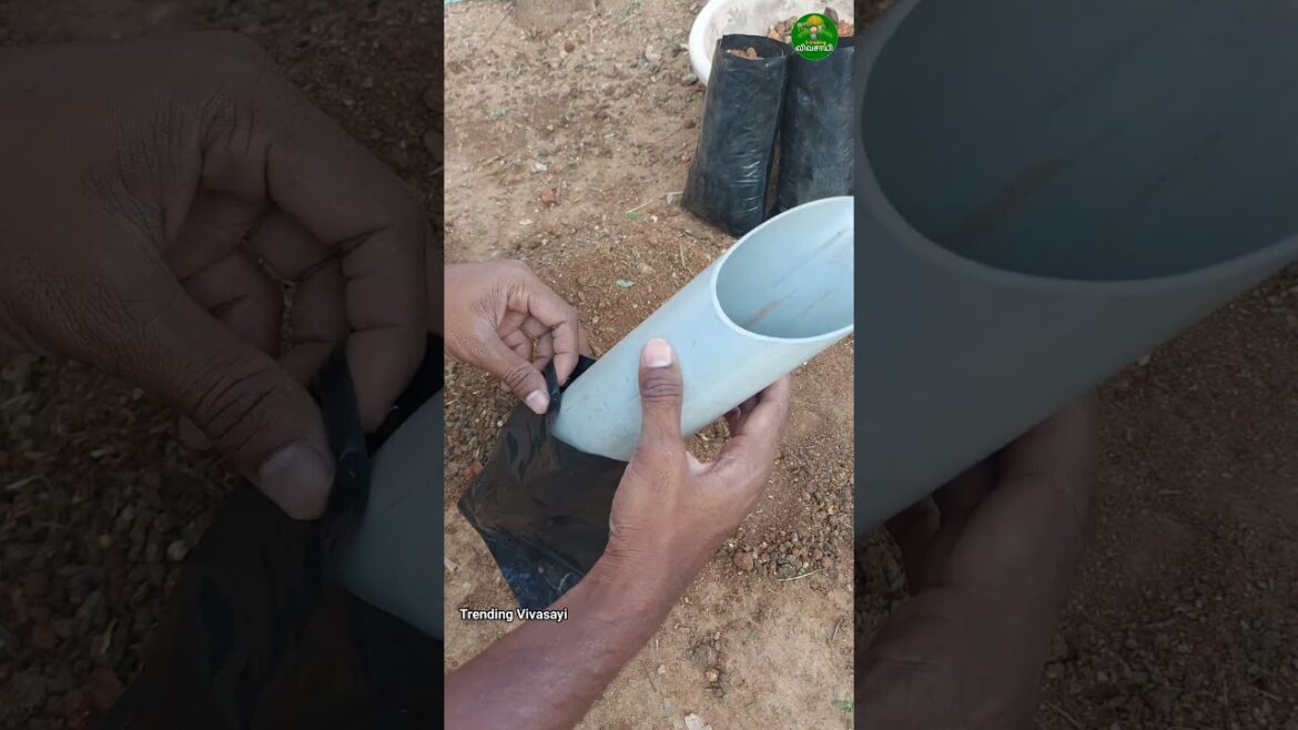 Wow!🤯 this is a great idea!!👍#garden #pvc #ideas #tricks