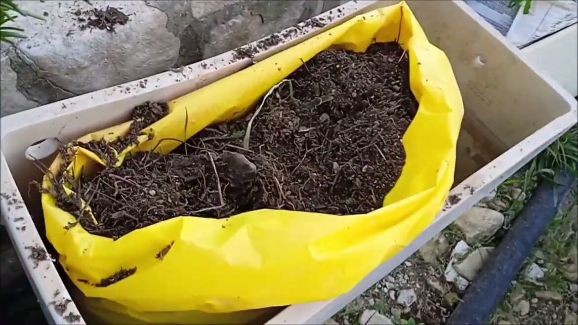 Lots Happening In My Garden  TIPS, Insects, potato growing solution, Hugelkultur, Raised Beds + more