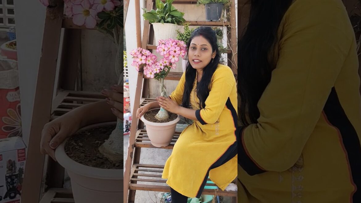 Secret tips 4 more flowering in Adenium plant #shorts #ytshorts #garden #flowers #plants