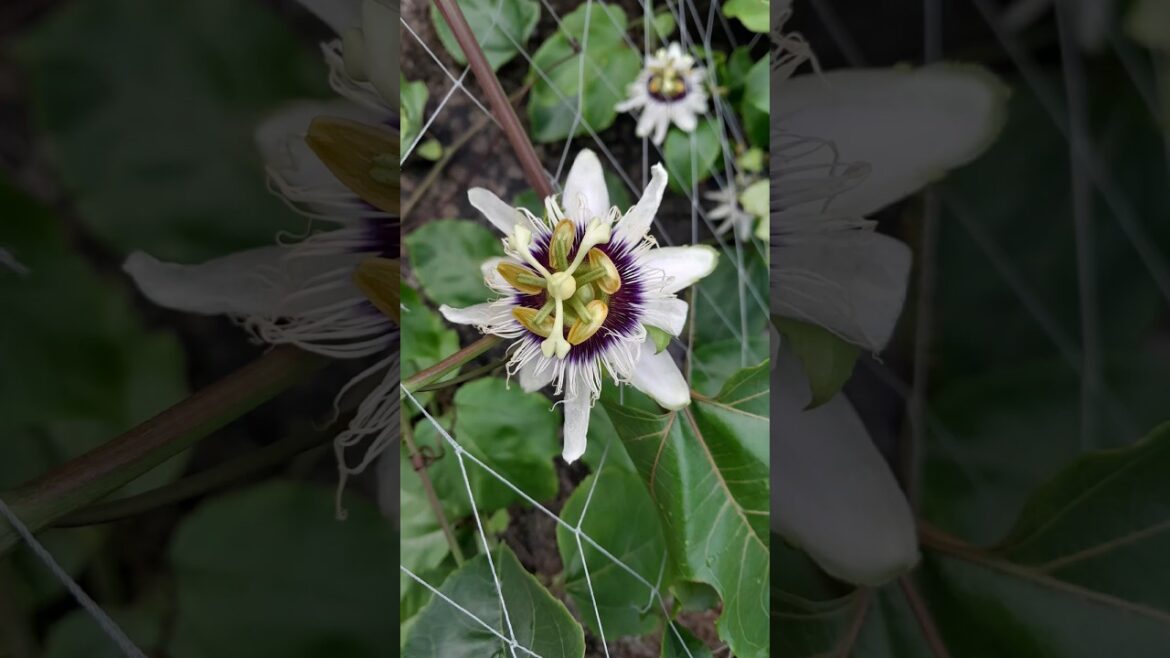 blooming passion fruit #passionfruit #ediblegardening #minmini
