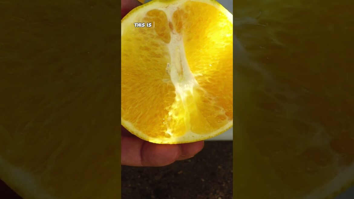 Growing & Harvesting Washington Navel Oranges 🍊 | Sweet & Juicy Citrus!