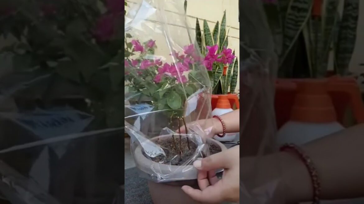How to Multiply Bougainvillea from Cuttings #bougainvillea #Multiplyingbougainvillea #multiplying