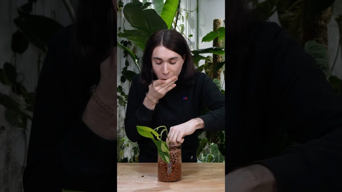 Edible Leca #houseplants #leca #gardening #syngonium #aroid #rooting #plants #propagation #root