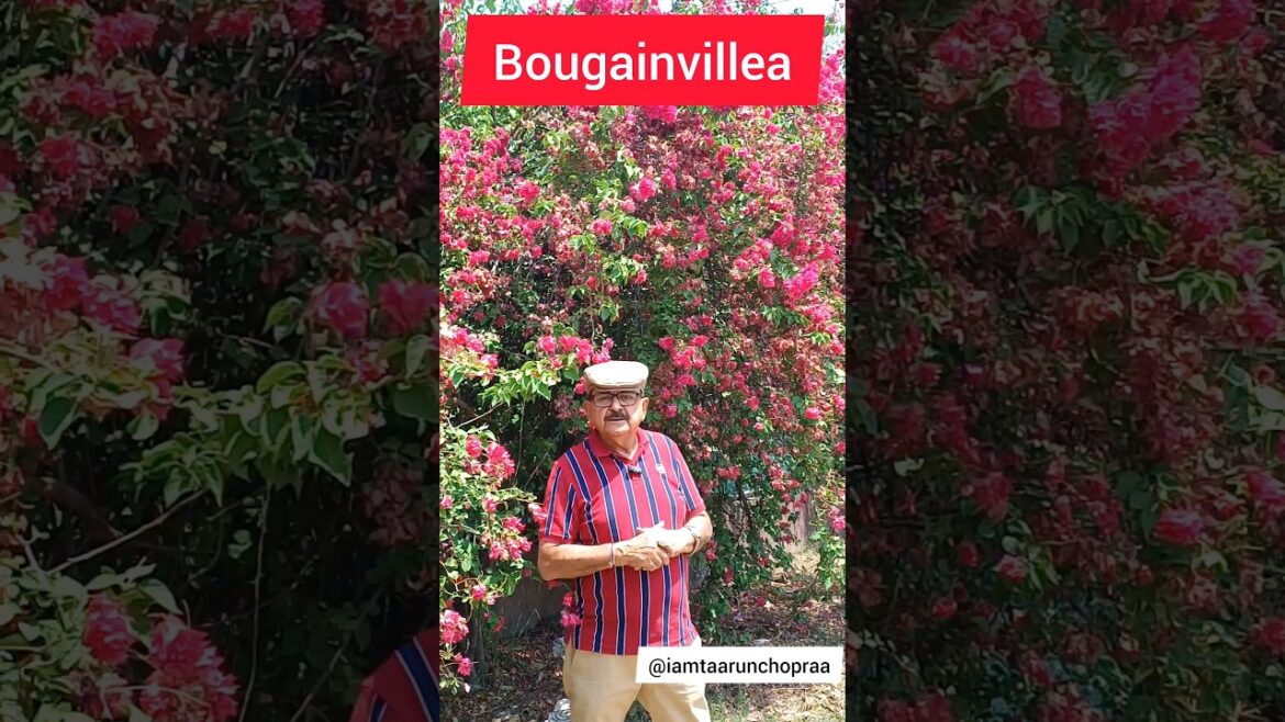 The Bougainvillea – Your Go-To Perennial for Easy Growth and Abundant Flowers! #bougainvillea The Bougainvillea - Your Go-To Perennial for Easy Growth and Abundant Flowers! #bougainvillea