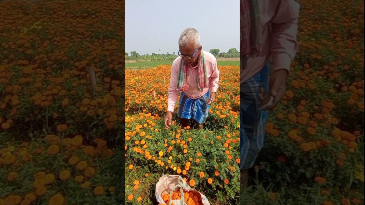 Marigolds Picked Fresh! Watch the Blooming Harvest #shorts