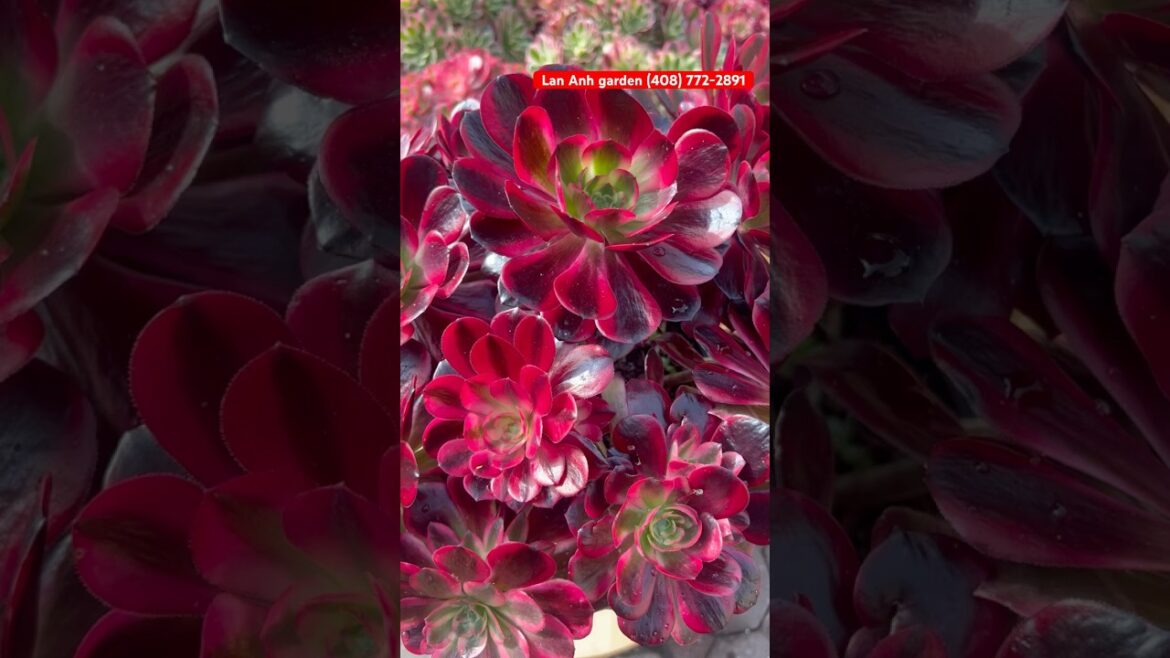 Huge Aeonium Medusa cluster #succulent  #aeonium #plants #garden #design