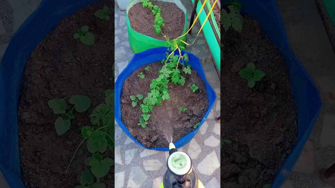 gardening tip no. 2 #gardening #organicfarming #terracegarden #ytshorts #trending