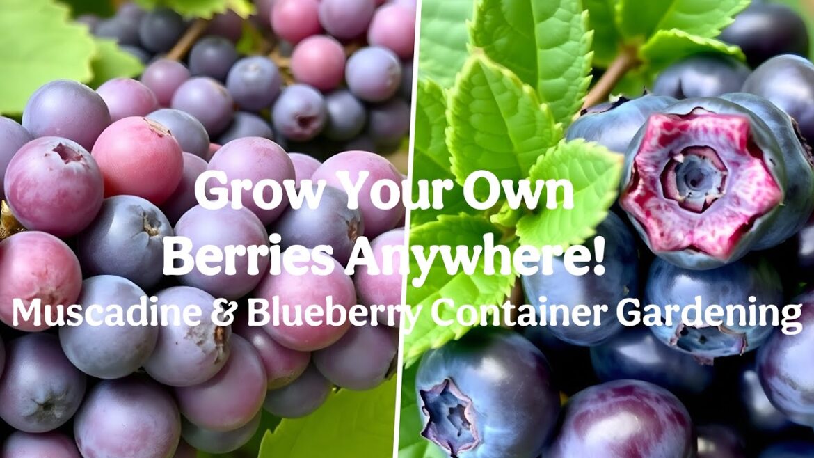 Grow Your Own Berries Anywhere! Muscadine & Blueberry Container Gardening
