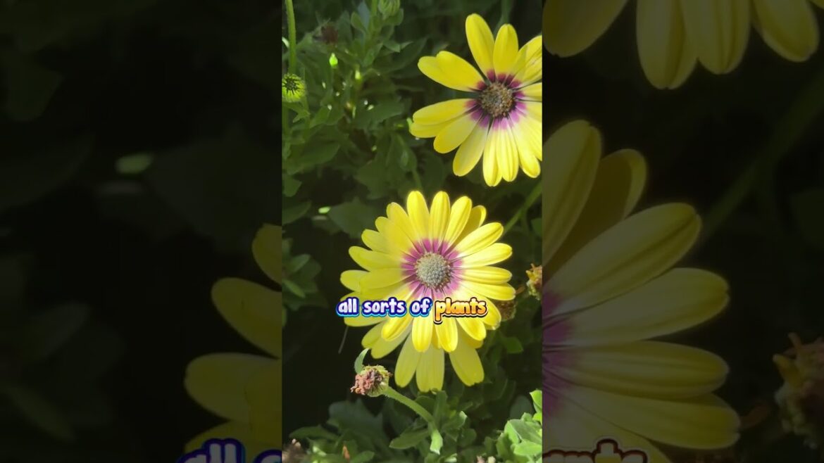 🌿🌸 Discover the Joy of Gardening with "Garden’s for Everyone"! 🌸🌿