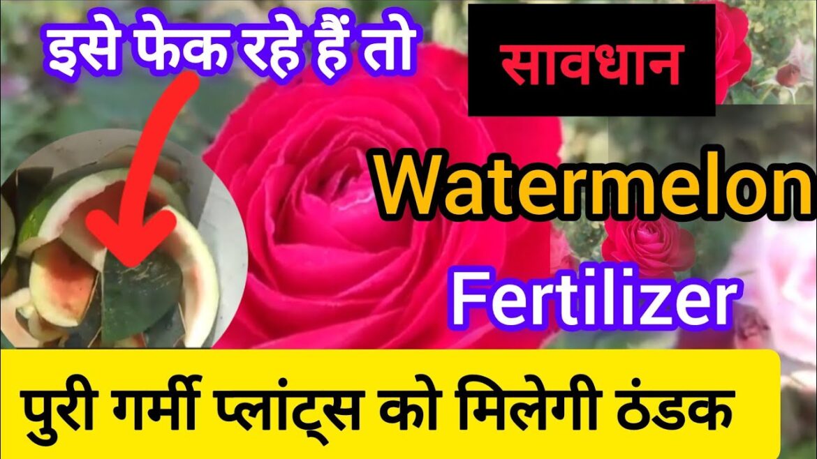 🔴WATERMELON PEEL FERTILIZER FOR ANY PLANS /HOMEMADE FREE FERTILIZER /best fertil#fertilizer #garden 🔴WATERMELON PEEL FERTILIZER FOR ANY PLANS /HOMEMADE FREE FERTILIZER /best fertil#fertilizer #garden