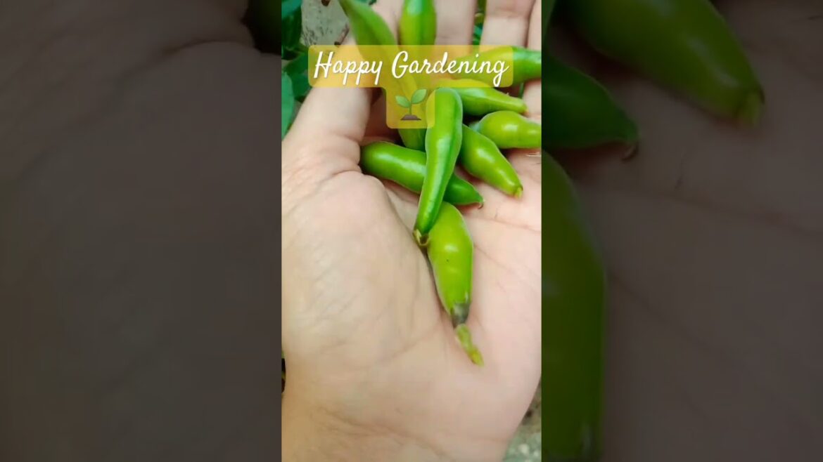 Harvesting beans 🌱🌱ll #beans #vegetablegardening #kitchengarden #growvegetables #shortsvideo #shorts