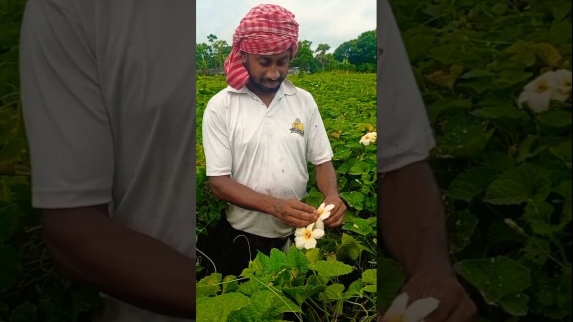 Get More Fruits! Hand Pollination for Spine Gourd, Teasle Gourd, or Kakrol Explained 🎯🍈 #shorts